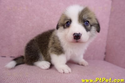 08/29雙色柯基犬母幼犬1號4