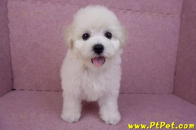 07/22比熊犬母幼犬2號(桃園平鎮)3