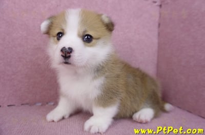 11/30雙色柯基犬公幼犬3號9