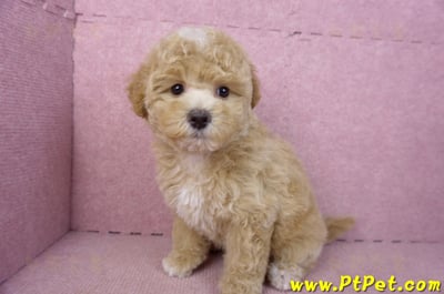 02/18泰迪比熊母幼犬(屏東市)12