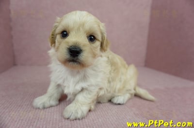 02/14奶油色馬爾泰迪公幼犬2號(新北汐止)1