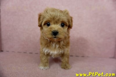 10/25玩具型紅色馬爾泰迪母幼犬(新北土城)3