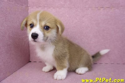 08/05雙色柯基犬母幼犬(台中潭子)8