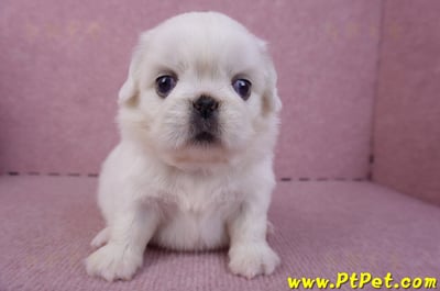 10/31北京狗母幼犬1號(台北北投)1