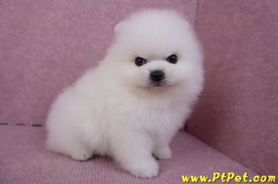 10/11松鼠白博美公幼犬1號(新北三重)5