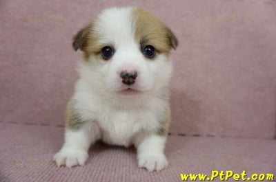 01/25雙色柯基犬母幼犬(宜蘭冬山)1