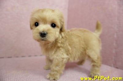 01/15奶油色馬爾泰迪 II 公幼犬(台中西屯)11