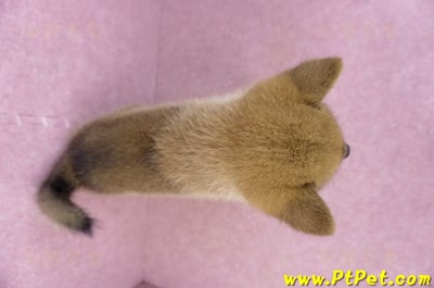 05/20赤色柴犬母幼犬11