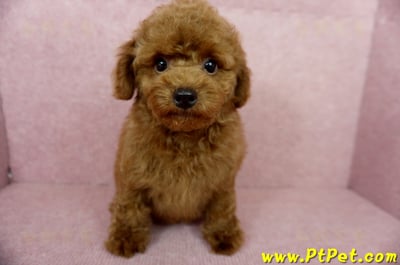 04/15玩具型紅貴賓公幼犬(基隆中山)4