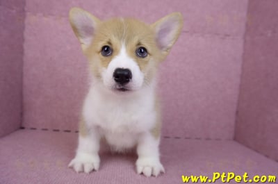 08/05雙色柯基犬公幼犬2號(屏東潮州)2