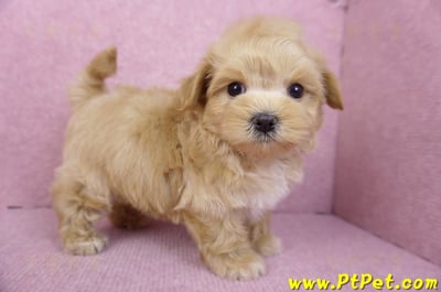 11/23馬爾泰迪公幼犬3號8