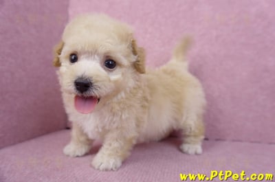 09/23泰迪比熊母幼犬3號(高雄大寮)11