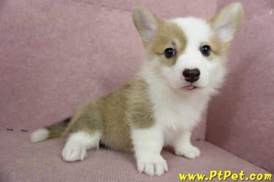 05/09雙色柯基犬母幼犬3號(台北北投)5