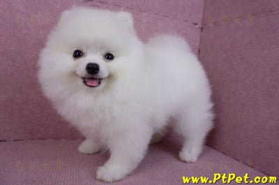 10/11松鼠白博美公幼犬(richmond BC Canada)6