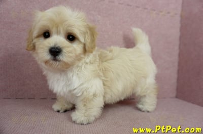 02/14奶油色馬爾泰迪公幼犬(桃園中壢)9