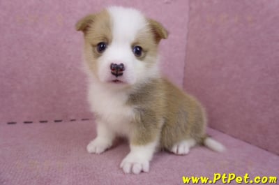 04/16雙色柯基犬母幼犬2號10