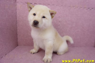 05/24白色柴犬公幼犬(新北新莊)11