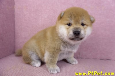 02/06赤色柴犬母幼犬3號3