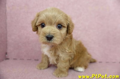 05/05奶油色馬爾泰迪公幼犬4號(屏東市)7