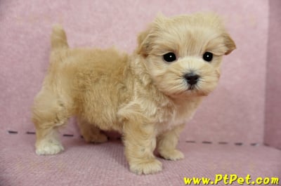 04/23奶油色馬爾泰迪公幼犬(屏東東港)7