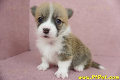 04/13雙色柯基犬母幼犬2號(台南東區)6