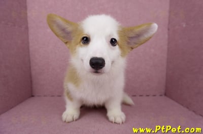 05/09雙色柯基犬母幼犬(台北萬華)2