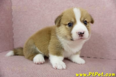 04/01雙色柯基犬公幼犬(屏東九如)4