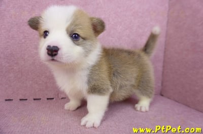04/16雙色柯基犬公幼犬9