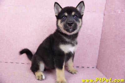 07/05黑色柴犬母幼犬2號(台北中山)4