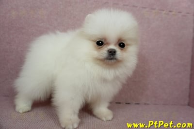 02/11迷你型松鼠白博美公幼犬(屏東里港)3