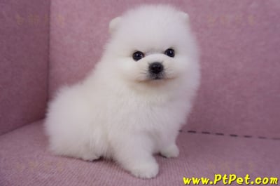 10/11松鼠白博美公幼犬1號(新北三重)4