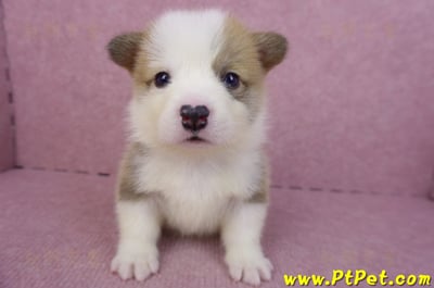 04/16雙色柯基犬公幼犬3