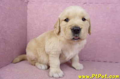 03/12黃金獵犬母幼犬1號3