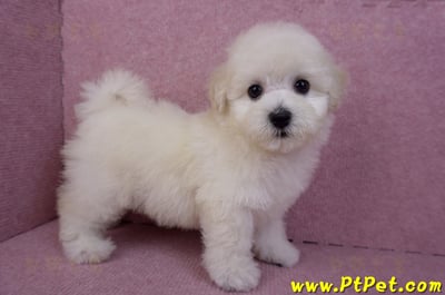 07/22比熊犬母幼犬2號(桃園平鎮)7