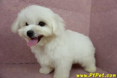 04/17迷你型馬爾濟斯公幼犬(桃園龜山)11