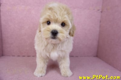 11/23馬爾泰迪公幼犬(高雄)3