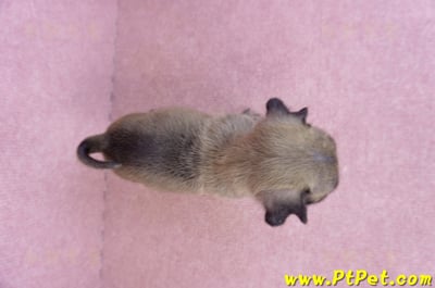 09/08巴哥母幼犬2號(屏東新園)12