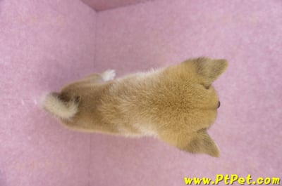06/15赤色柴犬公幼犬(屏東市)12