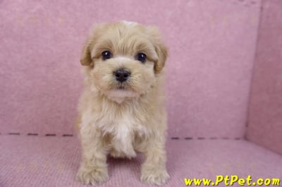 10/18馬爾泰迪公幼犬2號(高雄三民)3