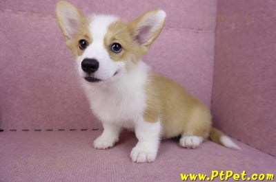 08/05雙色柯基犬公幼犬(新北新店)9