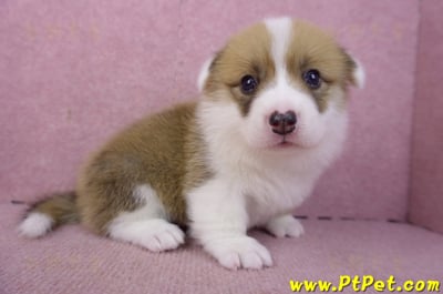 03/14雙色柯基犬公幼犬6