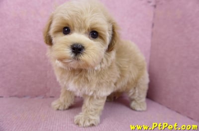 12/10馬爾泰迪母幼犬(台北大安)10