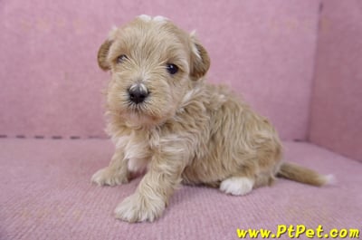 02/20馬爾泰迪公幼犬8