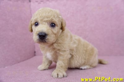 06/14泰迪比熊公幼犬(新竹竹東)6