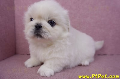 12/17北京狗公幼犬1號(新北三重)7