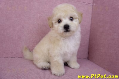 09/12泰迪比熊母幼犬1號(台南西港)6