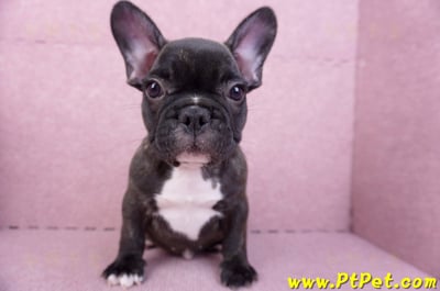 09/18虎斑色法國鬥牛母幼犬1號(屏東泰武)3