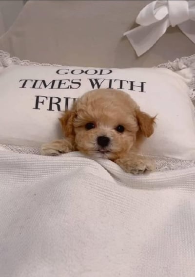 泰迪貴賓犬介紹5