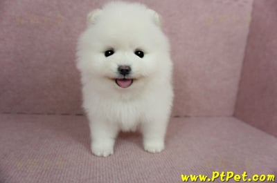 12/27迷你型松鼠白博美母幼犬(高雄三民)3