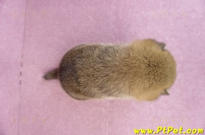 11/19赤色柴犬公幼犬2號(高雄三民)6